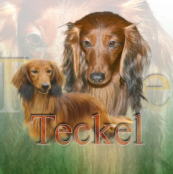 Dessin de teckel poil long, motif 148-01 pour plaque attention au chien