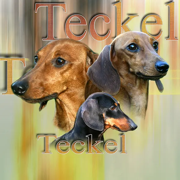 Dessin de teckel poil ras, motif 148-03 pour plaque attention au chien