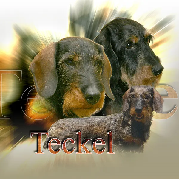 Dessin de teckel poil dur, motif 148-05 pour plaque attention au chien