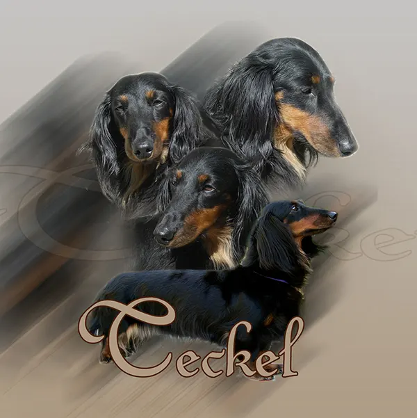 Dessin de teckel noir et feu, motif 148-07 pour plaque attention au chien