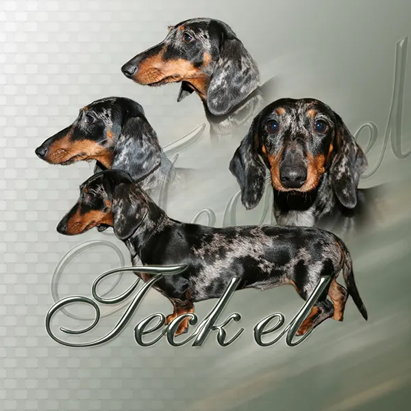 Dessin de teckel arlequin, motif 148-08 pour plaque attention au chien