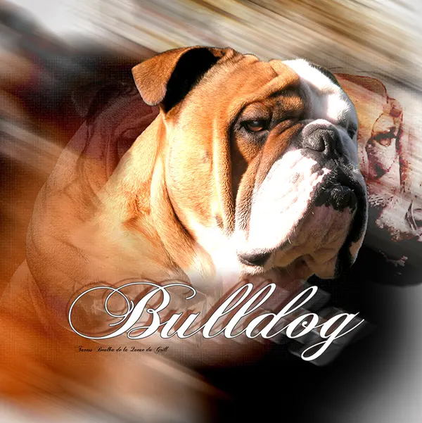 Dessin de bulldog anglais, motif 149-02 pour plaque attention au chien