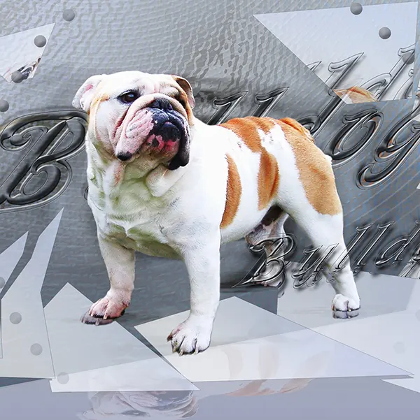 Dessin de english bulldog, motif 149-03 pour plaque attention au chien