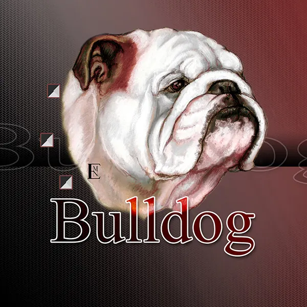 Dessin de bulldog, motif 149-04 pour plaque attention au chien