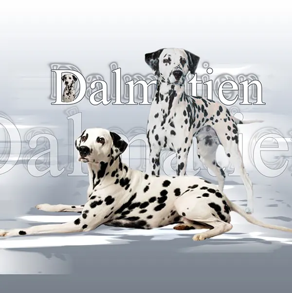 Dessin de dalmatien, motif 153-01 pour plaque attention au chien