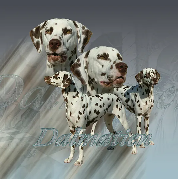Dessin de dalmatien, motif 153-02 pour plaque attention au chien