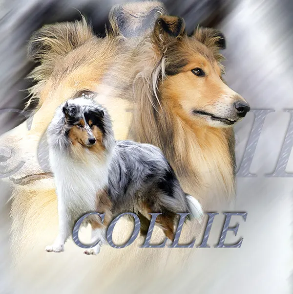Dessin de colley, motif 156-02 pour plaque attention au chien