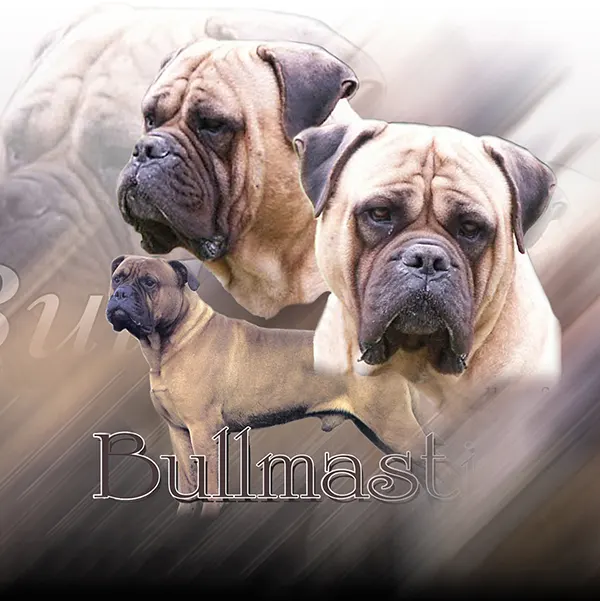Dessin de bullmastiff, motif 157-01 pour plaque attention au chien