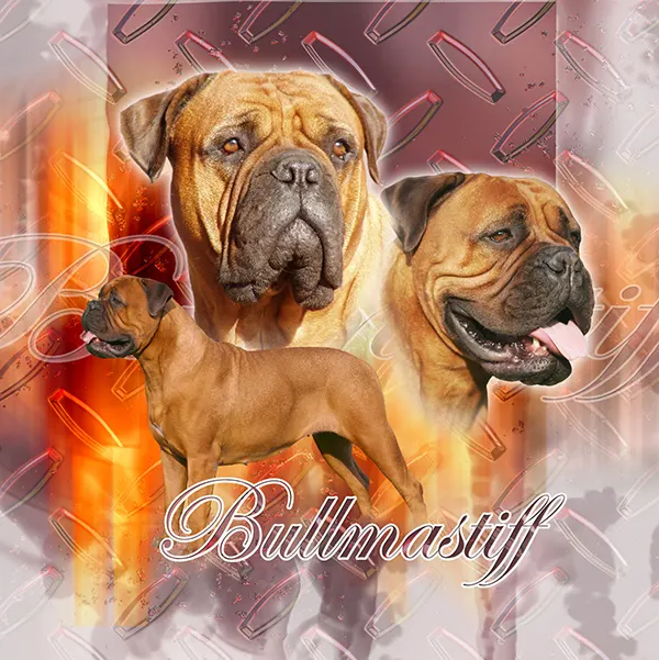 Dessin de chien bullmastiff, motif 157-02 pour plaque attention au chien