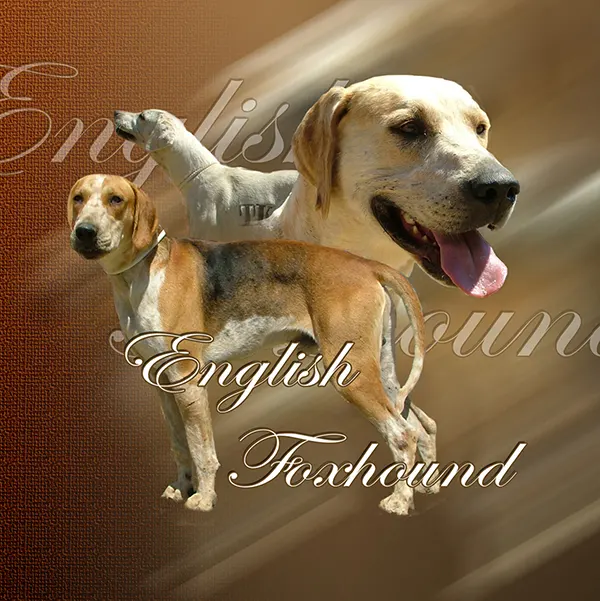 Dessin de chien foxhound, motif 159-01 pour plaque attention au chien