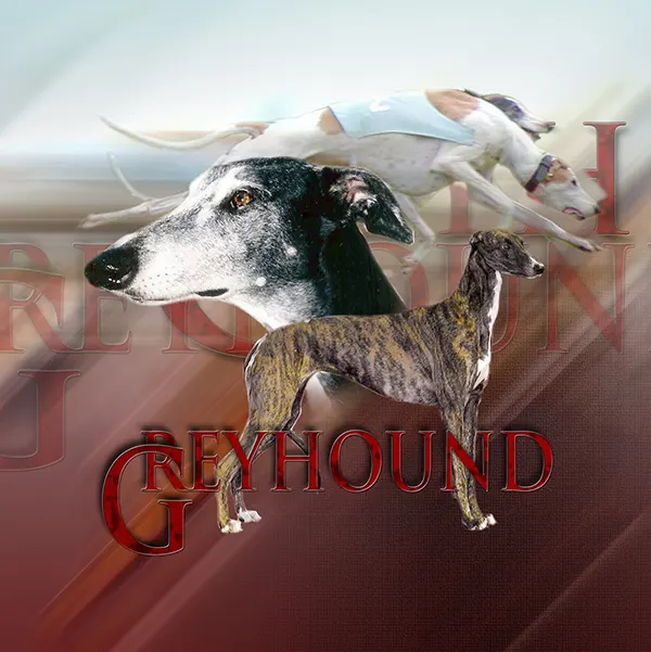 Dessin de levrier greyhound, motif 158-01 pour plaque attention au chien