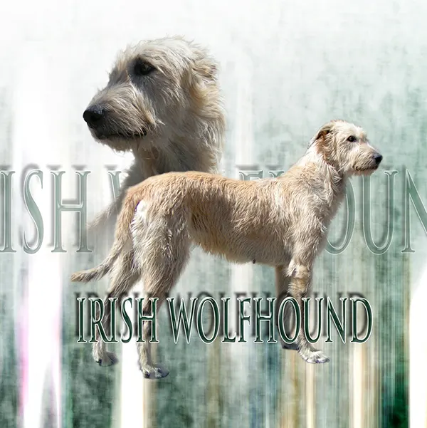 Dessin de irish wolfhound, motif 160-02 pour plaque attention au chien