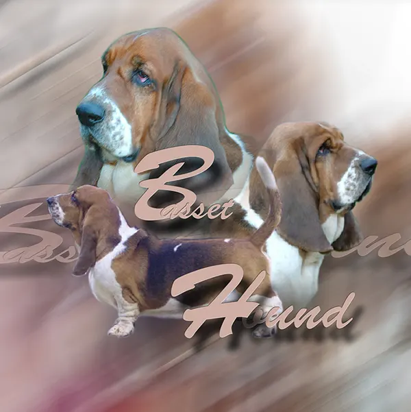 Dessin de basset hound bicolore, motif 163-01 pour plaque attention au chien