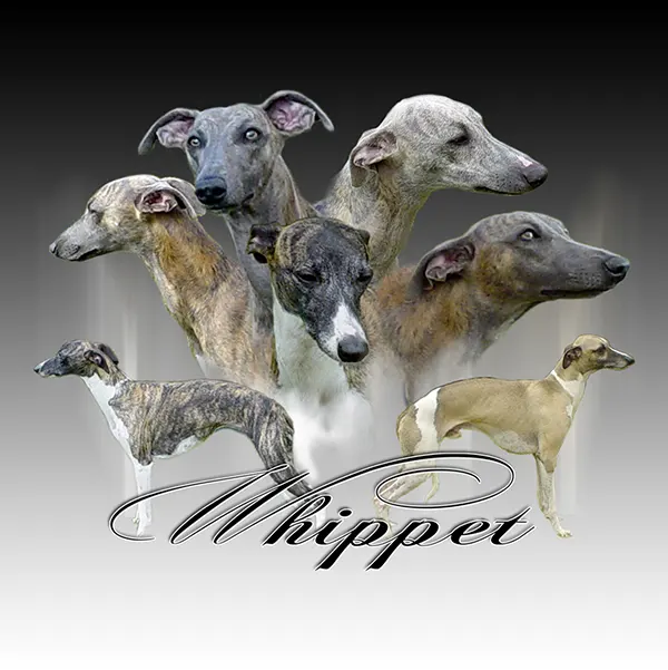 Dessin de lévrier whippet, motif 162-01 pour plaque attention au chien