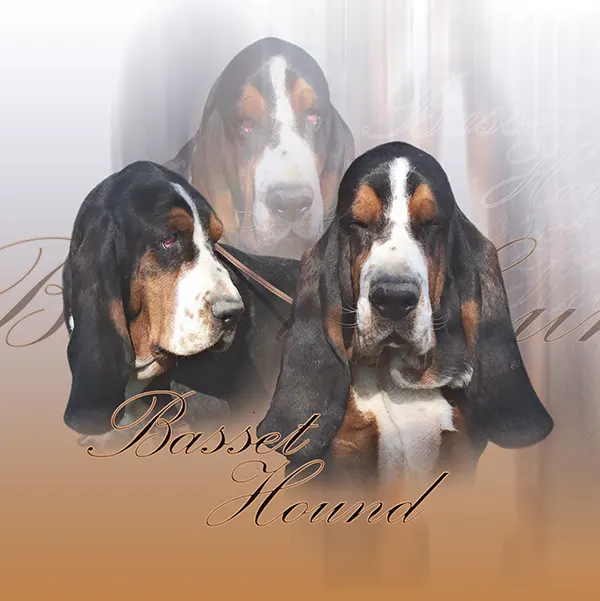 Dessin de basset hound tricolor, motif 163-02 pour plaque attention au chien