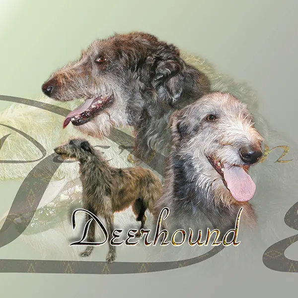 Dessin de deerhound, motif 164-01 pour plaque attention au chien