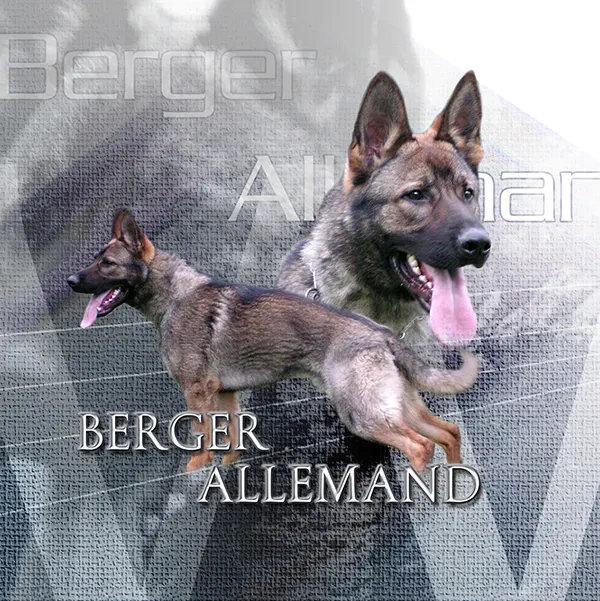Dessin de berger allemand gris, motif 166-03 pour plaque attention au chien