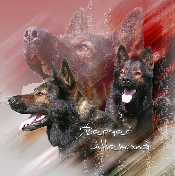 Dessin de berger allemand travail, motif 166-04 pour plaque attention au chien