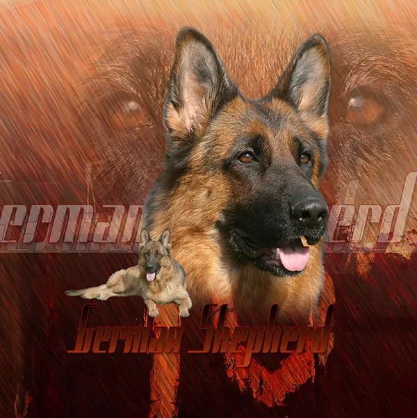 Dessin de german shepherd, motif 166-06 pour plaque attention au chien