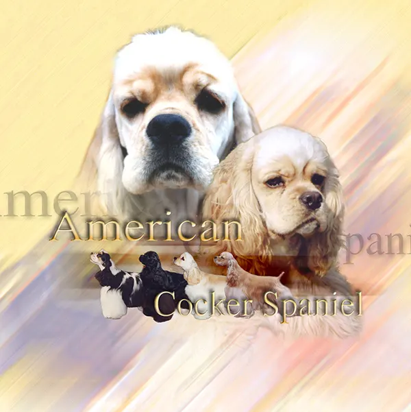 Dessin de cocker americain, motif 167-01 pour plaque attention au chien