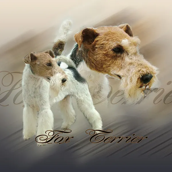 Dessin de chien fox terrier, motif 169-01 pour plaque attention au chien