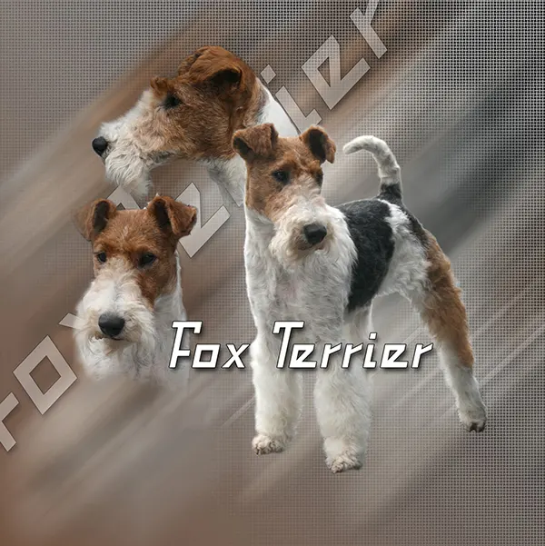 Dessin de fox terrier, motif 169-02 pour plaque attention au chien