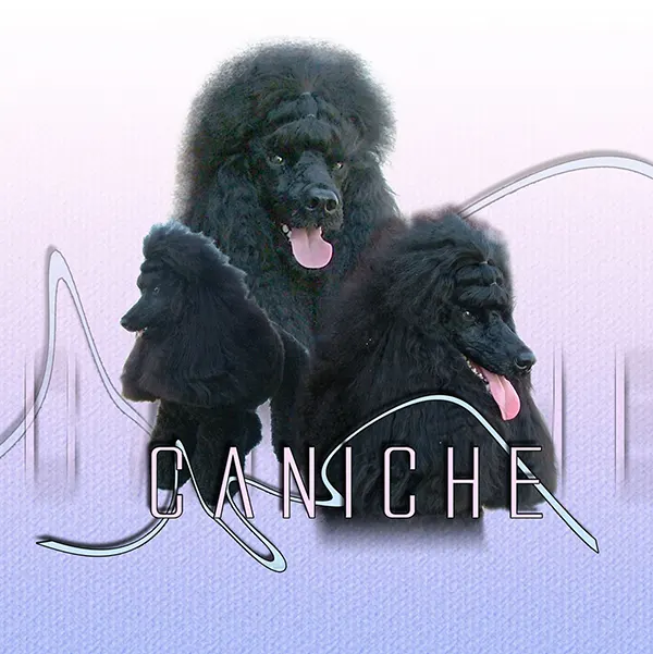 Dessin de caniche noir, motif 172-02 pour plaque attention au chien