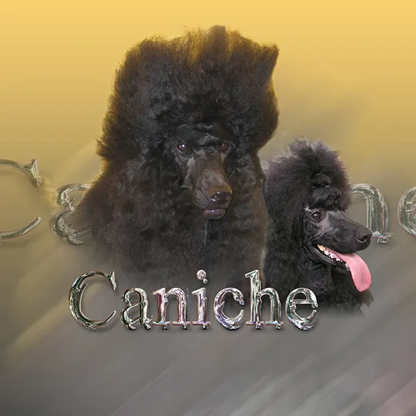 Dessin de grand caniche noir, motif 172-03 pour plaque attention au chien