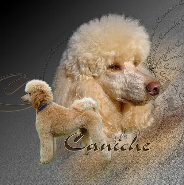 Dessin de caniche abricot, motif 172-04 pour plaque attention au chien