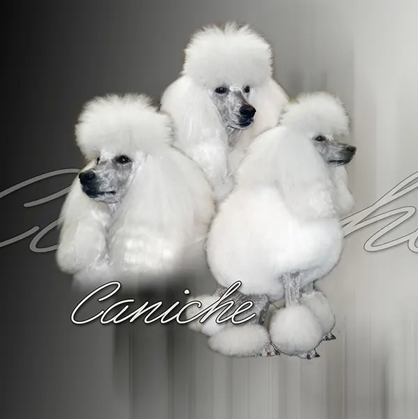 Dessin de grand caniche blanc, motif 172-05 pour plaque attention au chien