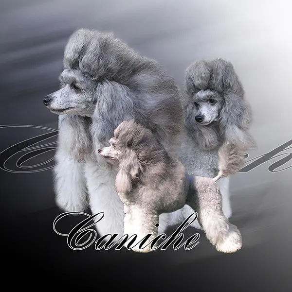 Dessin de caniche gris, motif 172-06 pour plaque attention au chien