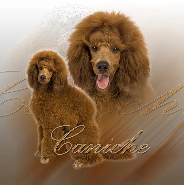 Dessin de caniche chocolat, motif 172-07 pour plaque attention au chien