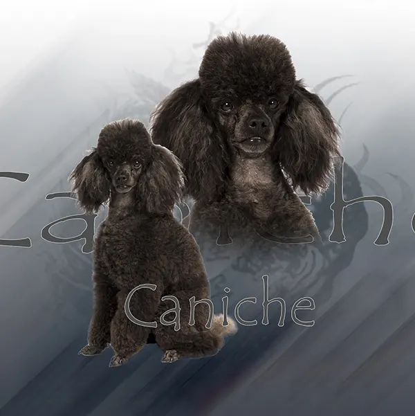 Dessin de caniche, motif 172-08 pour plaque attention au chien