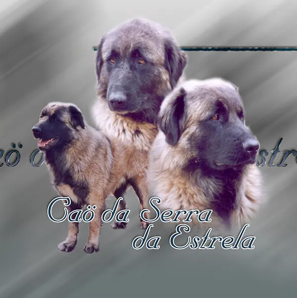 Dessin de chien estrela, motif 173-01 pour plaque attention au chien