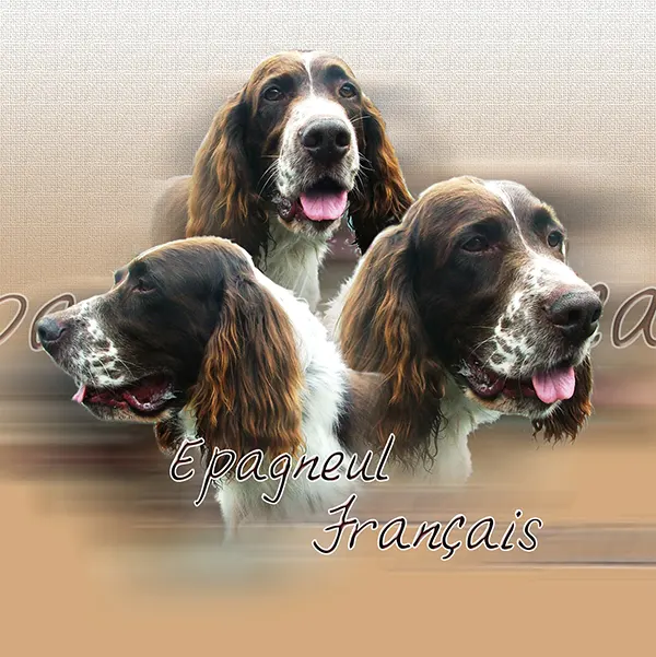 Dessin de epagneul français, motif 175-01 pour plaque attention au chien
