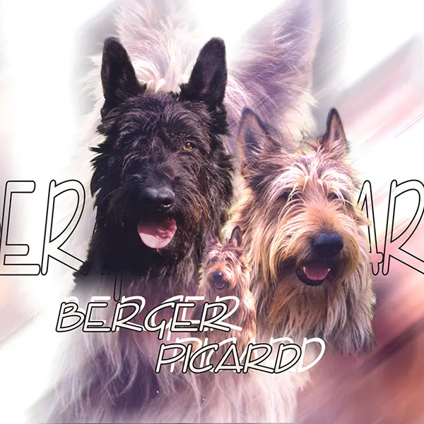 Dessin de berger picard, motif 176-01 pour plaque attention au chien