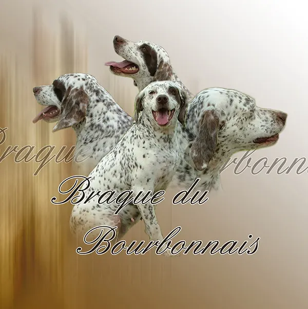 Dessin de braque du bourbonnais, motif 179-01 pour plaque attention au chien