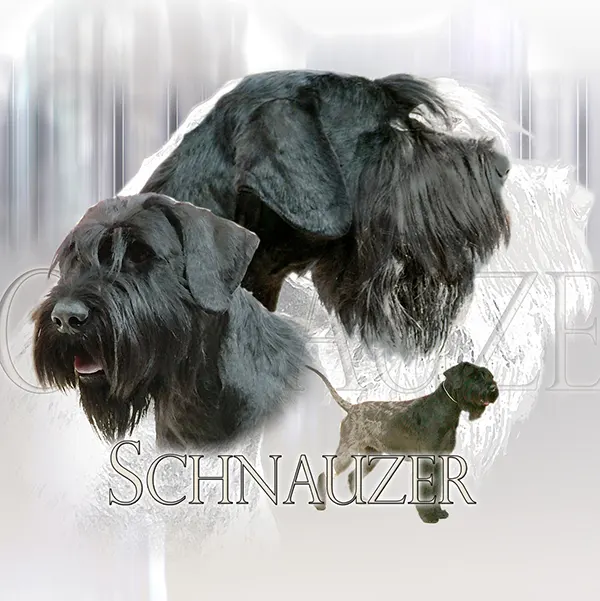 Dessin de schnauzer geant, motif 181-01 pour plaque attention au chien