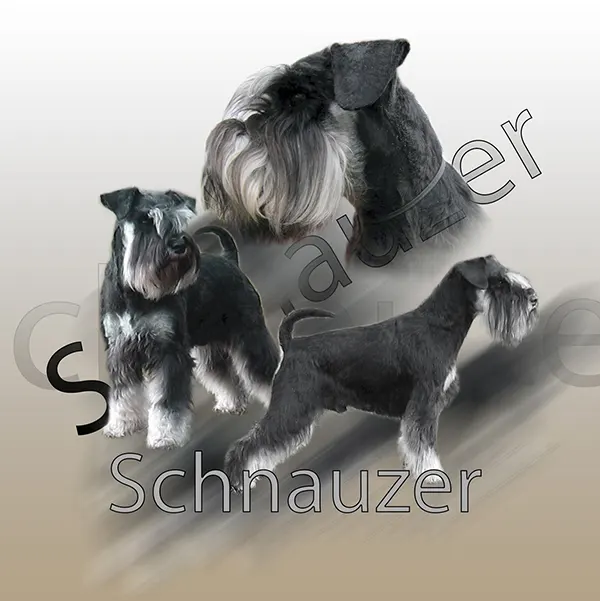 Dessin de schnauzer argent, motif 181-05 pour plaque attention au chien
