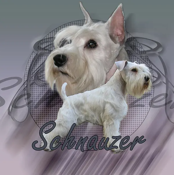 Dessin de schnauzer blanc, motif 182-03 pour plaque attention au chien