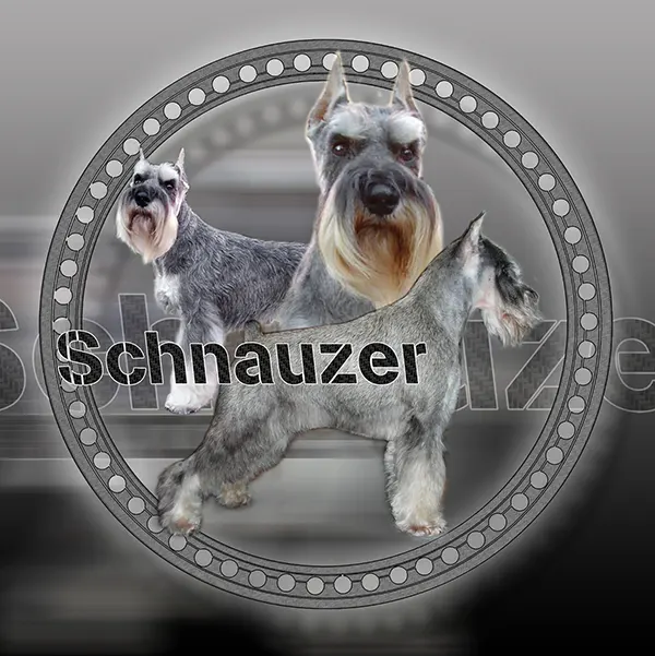 Dessin de schnauzer poivre et sel, motif 182-04 pour plaque attention au chien