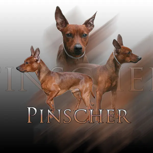 Dessin de pinsher, motif 185-01 pour plaque attention au chien
