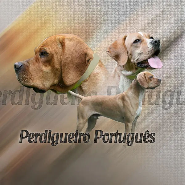Dessin de braque portugais, motif 187-01 pour plaque attention au chien
