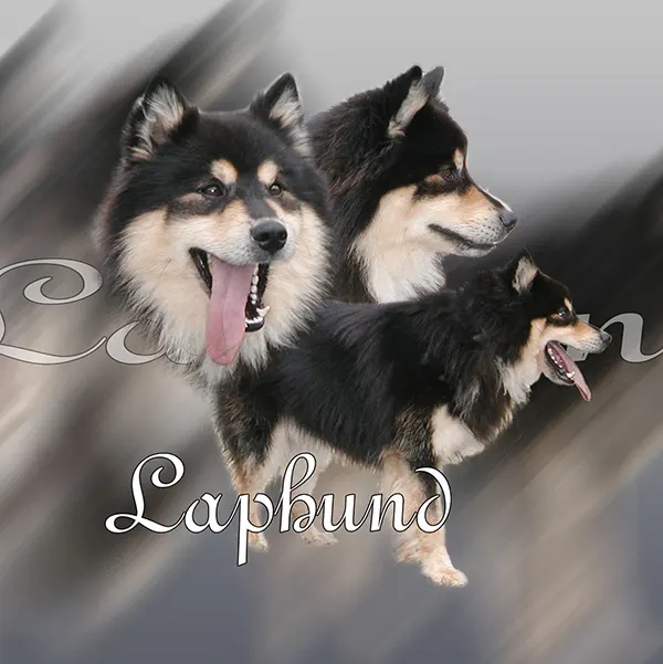 Dessin de chien finnois de Laponie, motif 189-01 pour plaque attention au chien