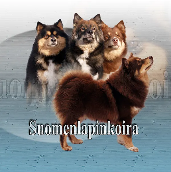 Dessin de suomenlapinkoira, motif 189-02 pour plaque attention au chien