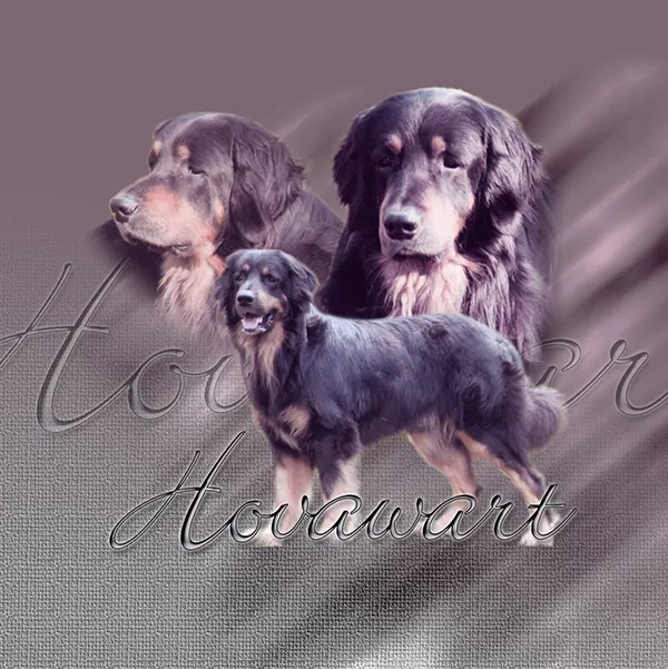 Dessin de hovawart, motif 190-02 pour plaque attention au chien