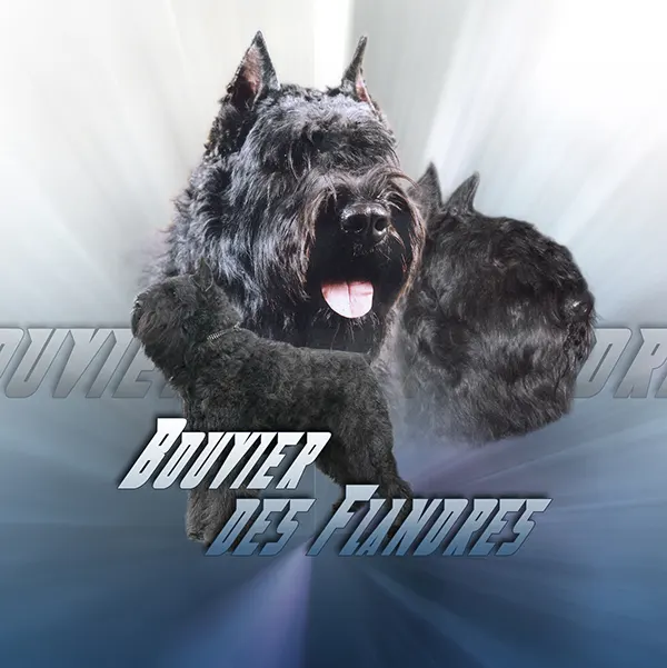 Dessin de bouvier des flandres, motif 191-01 pour plaque attention au chien