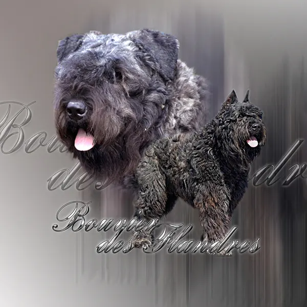 Dessin de chien bouvier des flandres, motif 191-02 pour plaque attention au chien