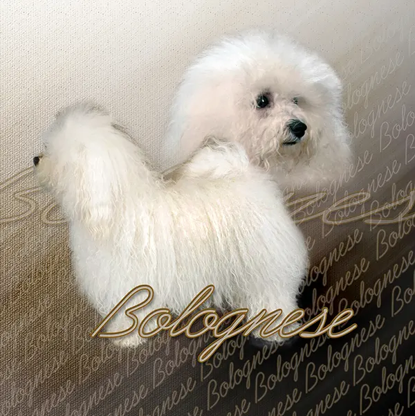 Dessin de bichon bolonais, motif 196-01 pour plaque attention au chien