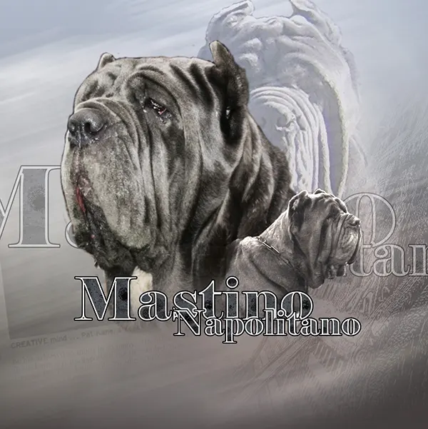 Dessin de mâtin napolitain, motif 197-02 pour plaque attention au chien